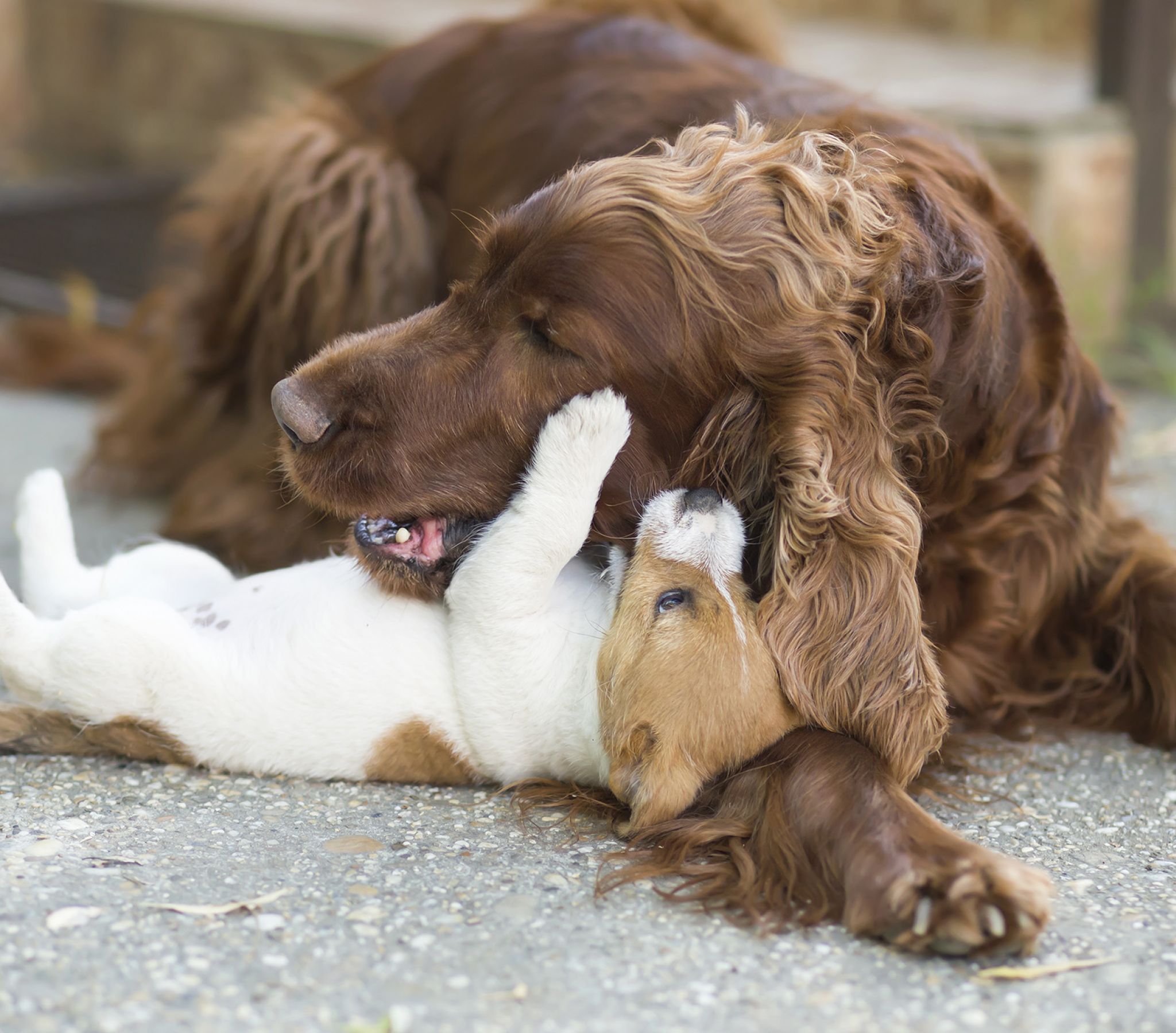 Large dog playing with small dog on concrete